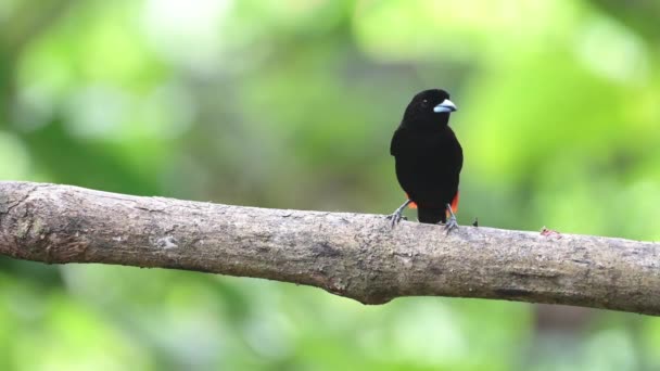 Scarlet Rumped Tanager Ramphocelus Passerinii Costa Rica Tropical Bird Wildlife — Vídeo de Stock