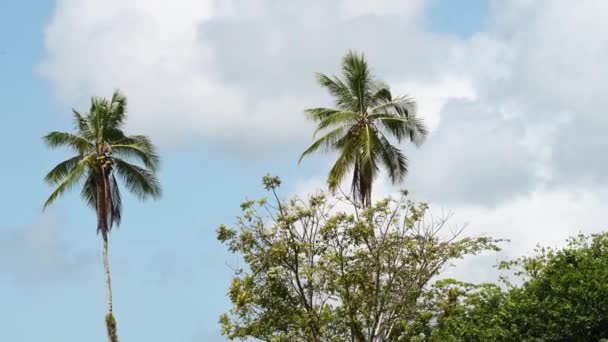 Costa Rica Rainforest Palm Trees Scenery Seen River Banks While — Stock videók