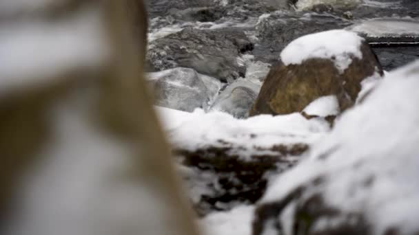 Mañana Fría Invierno Río Cerca — Vídeo de stock