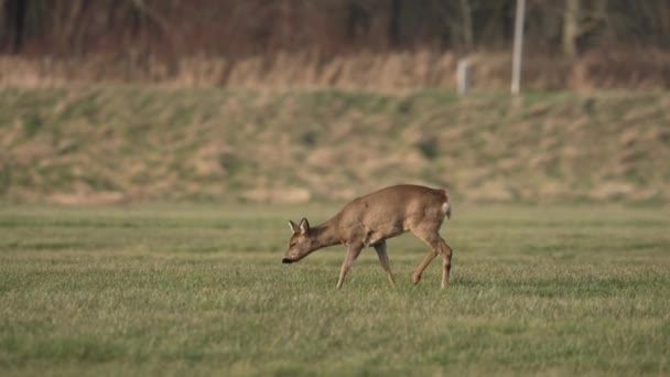 Betande Europeiska Rådjur Ängen Stannar För Att Lång Bajs — Stockvideo