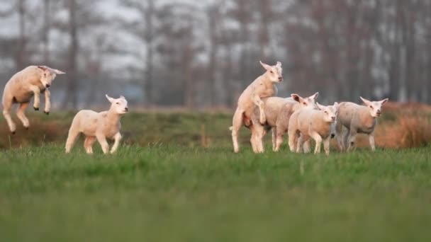 Multidão Cordeiros Energéticos Felizes Correr Saltar Prado Fazenda Idílica Câmera — Vídeo de Stock