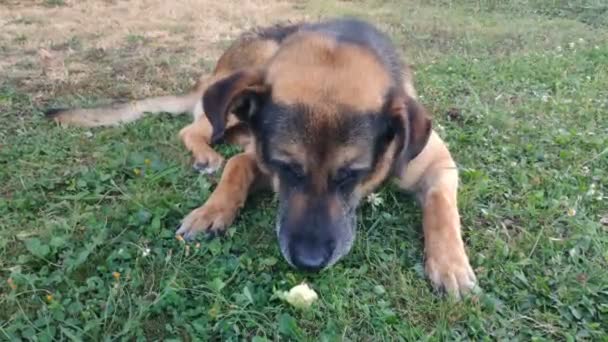 Owczarek Niemiecki Rasy Pies Który Zjada Jabłko Spoczynku Postawy Trawie — Wideo stockowe