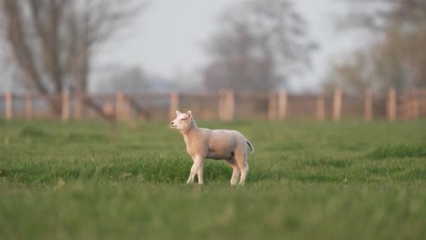 Par Lindos Corderos Jugando Prado Verde Holanda — Vídeos de Stock