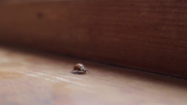 Ladybug Walking Dusty Wood — Stock Video