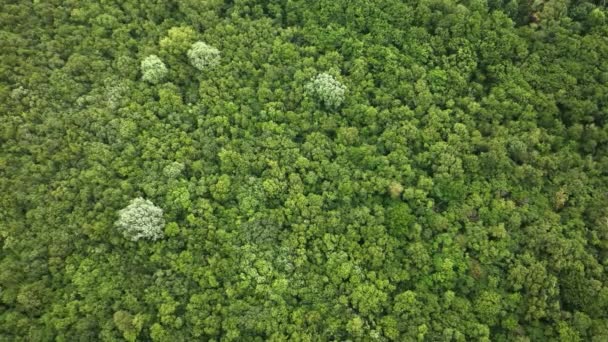 Vista Aérea Larga Birdseye Dossel Verde Floresta Com Quatro Árvores — Vídeo de Stock