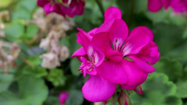 Dışarıda Yetişen Güzel Pembe Bir Sardunya Çiçeğinin Yakınında — Stok video
