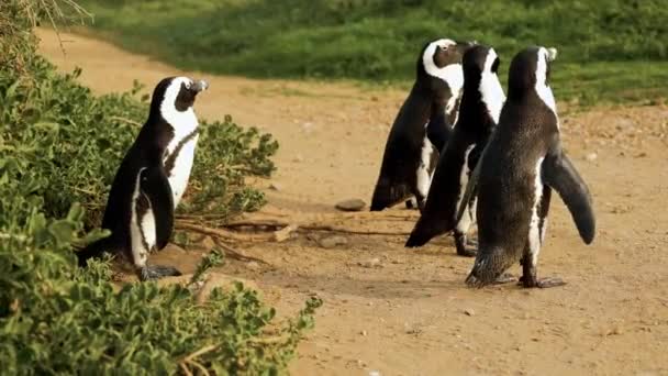 Kaap Pinguïns Naast Kust Vegetatie Close Statisch Schot — Stockvideo