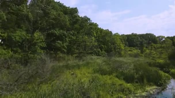 Aérea Una Zona Pantanosa Cubierta Vegetación — Vídeos de Stock