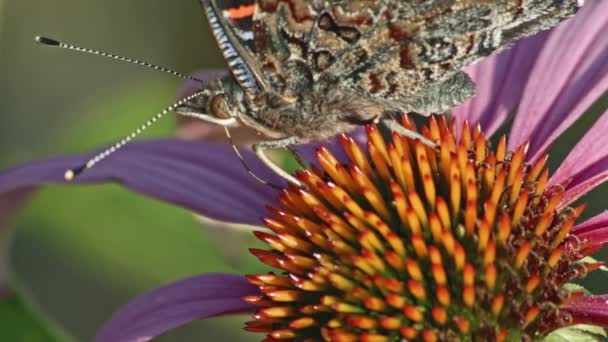 Macro Shot Red Admiral Butterfly Alimenta Néctar Flor Conejo Púrpura — Vídeo de stock