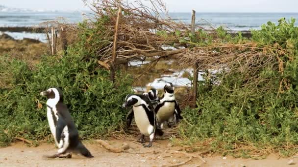 Waddle Van Afrikaanse Pinguïns Loopt Door Opening Kustvegetatie — Stockvideo