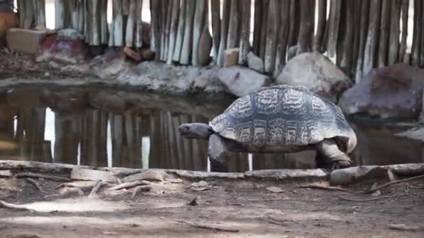 Tartaruga Gigante Andando Borda Lagoa Zoológico Western Cape África Sul — Vídeo de Stock