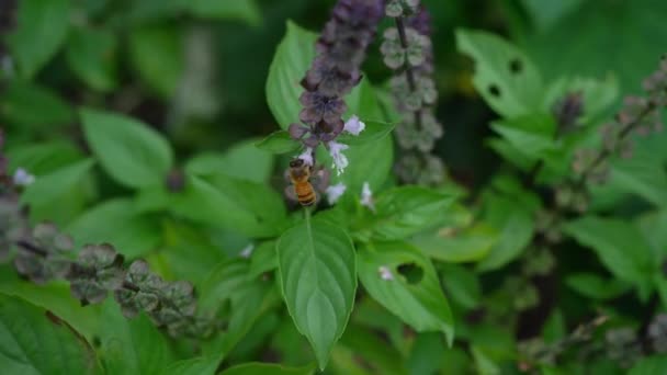 Albinele Indigene Australiene Zboară Departe Planta Busuioc Flori Închide — Videoclip de stoc