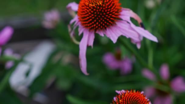 Çiçek Açmış Güzel Konfeksiyonculara Yakın Çekim Echinacea Queensland Avustralya — Stok video