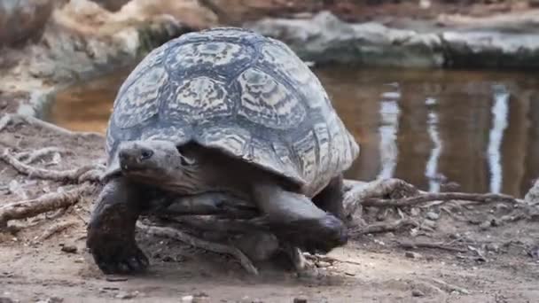 Tortuga Saliendo Del Agua Del Estanque Zoológico Cerca — Vídeos de Stock