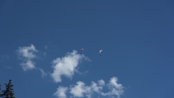 Twee Parachutes Vliegen Een Dennenbos Zwitserse Alpen Blauwe Lucht Met — Stockvideo