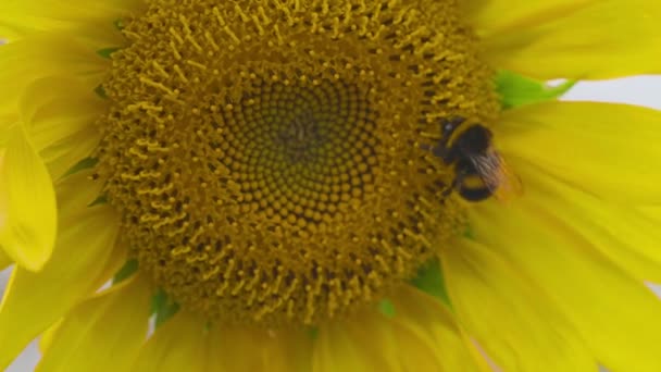 Large Big Yellow Sunflower Fat Bumble Bee Crawling Disk Close — Stock Video