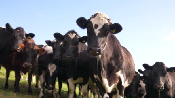 Vacas Curiosas Campo Grama Olhando Para Câmera Dia Ensolarado — Vídeo de Stock