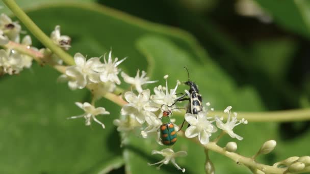Escarabajo Angora Astylus Variegatus Alfiler Grano Diabrotica Speciosa Son Insectos — Vídeos de Stock