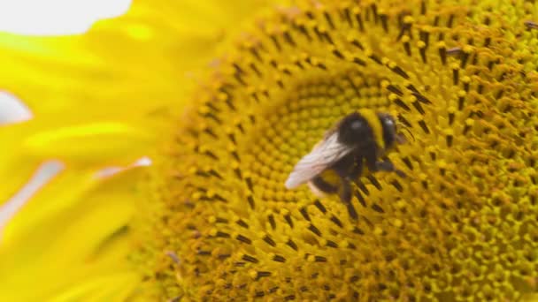 向日葵中间的圆盘花冠上采集甜花蜜的大黄蜂昆虫 — 图库视频影像