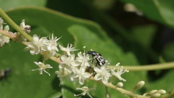 Besouro Angorá Astylus Variegatus Polinizando Pequenas Flores — Vídeo de Stock