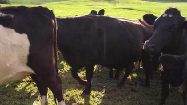 Manada Vacas Caminando Cámara Lenta Verde Colina Soleada Nueva Zelanda — Vídeos de Stock