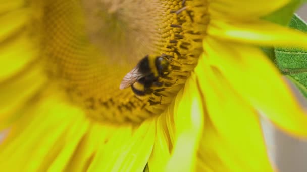 Αξιολάτρευτο Μέλισσα Συλλογή Γλυκό Νέκταρ Από Κίτρινο Ηλιοτρόπιο Κοντά — Αρχείο Βίντεο