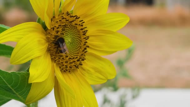 Pokorna Pszczoła Zbierająca Pyłek Nektar Dyskietek Słonecznika — Wideo stockowe