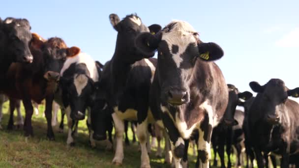 Lindo Curioso Blanco Negro Vacas Holstein Mirando Cámara — Vídeo de stock