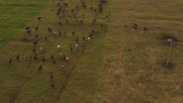 Bovinos Vacas Que Correm Campo Gramíneas Durante Pôr Sol Aéreo — Vídeo de Stock