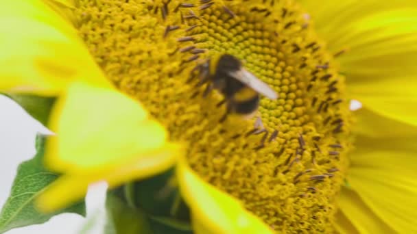 Bumble Bee Kruipen Grote Gele Zonnebloem Verzamelen Stuifmeel Schijf Bloemen — Stockvideo