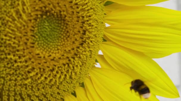 Abeja Bumble Aterrizando Girasol Amarillo Vibrante Cerca — Vídeos de Stock