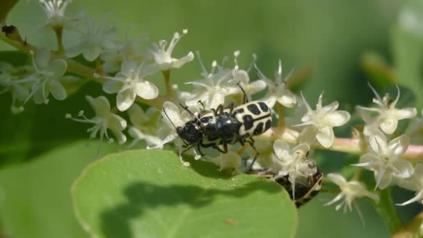 アンゴラ甲虫の成虫期 スタイラス変異体 — ストック動画