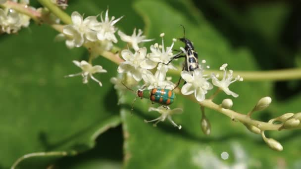 Grub Pin Diabrotica Speciosa Dan Angora Beetle Astylus Variegatus Adalah — Stok Video