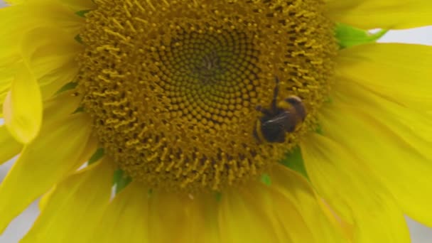 Grazioso Calabrone Che Raccoglie Polline Dal Girasole Giallo Vicino — Video Stock