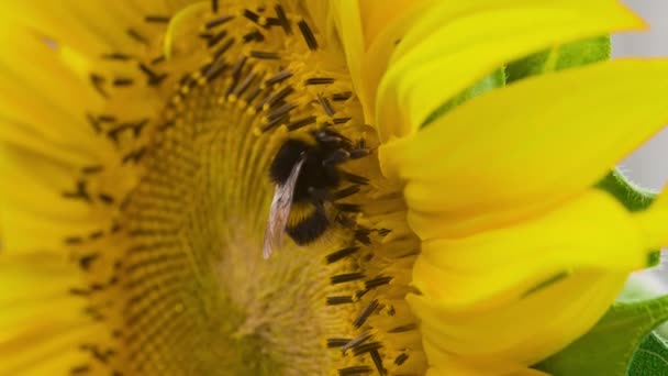 Sluiten Van Hommel Bij Werker Het Verzamelen Van Verse Nectar — Stockvideo