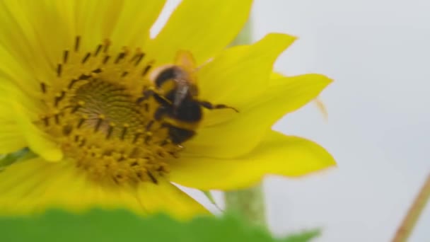 Große Hummel Kleiner Sonnenblume Fliegt Bei Wind — Stockvideo