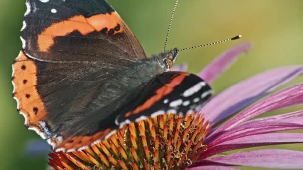 Macro Shot Red Admiral Butterfly Sitting Collecting Nectar Purple Coneflower — Vídeo de stock