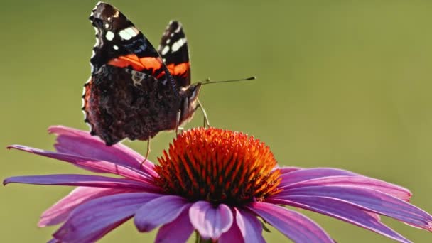 Red Admiral Butterfly Purple Coneflower Sucking Nectar Makro — Stockvideo