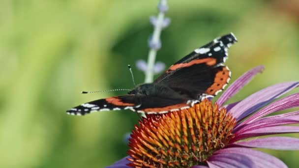 Detailní Záběr Červeného Admirála Butterfly Sedí Jíst Nectar Fialové Coneflower — Stock video