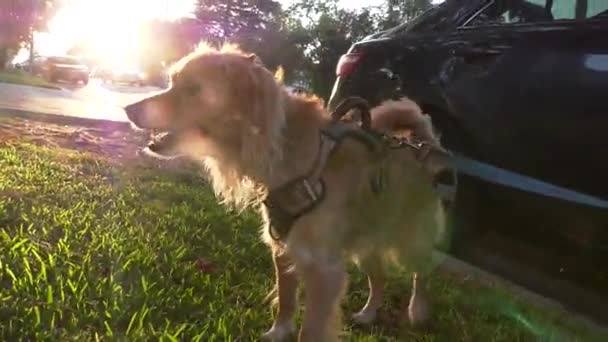 Cão Bonito Vagando Grama Verde Exuberante — Vídeo de Stock