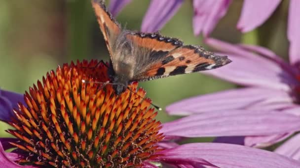 紫色の花から小さな亀甲が蜜を吸う マクロショット — ストック動画