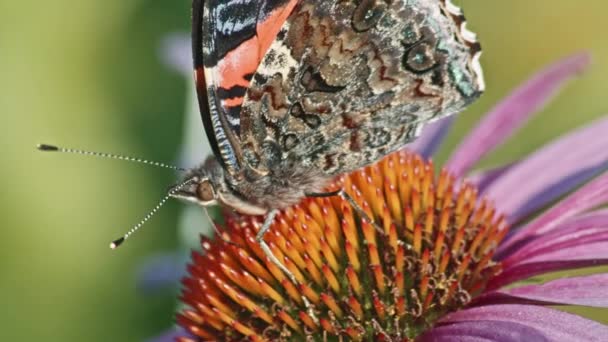 Macro Schot Van Een Rode Admiraal Zuigen Nectar Paarse Coneflower — Stockvideo