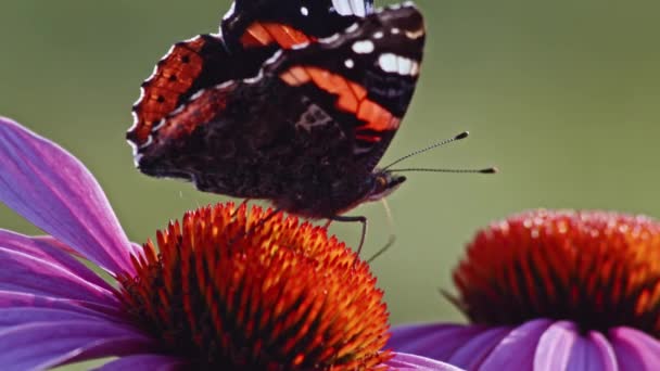 Röd Amiral Fjäril Utfodring Lila Koneflower Nektar Makro — Stockvideo