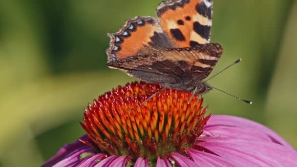 Arancione Bella Farfalla Sulla Parte Superiore Della Testa Coneflower Impollinazione — Video Stock
