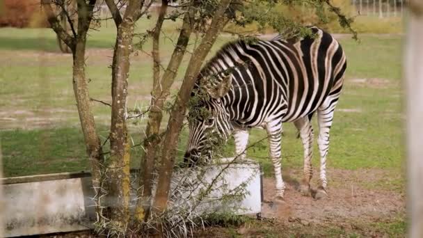 Zebra Met Opvallende Zwart Witte Huid Drinkwater Bij Trog — Stockvideo