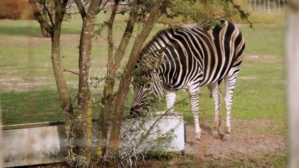 Cebra Con Llamativa Piel Blanca Negra Bebiendo Agua Comedero — Vídeo de stock