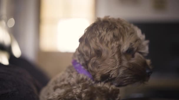 Właściciel Pet Petting Cute Shih Pies Tzu Fioletowym Paskiem Szyi — Wideo stockowe