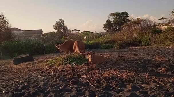 Τρεις Γαλακτοκομικά Θηλυκά Αγελάδες Ομάδα Τρώγοντας Χόρτο Στη Μαύρη Άμμο — Αρχείο Βίντεο