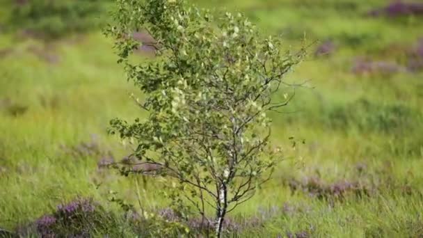 Een Eenzame Berkenboom Het Noordelijke Winderige Landschap Roze Paarse Heide — Stockvideo