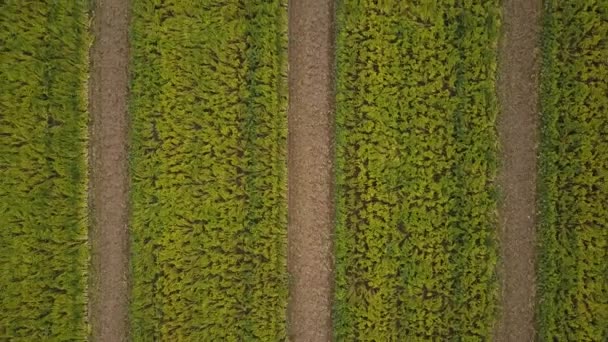 Dron Wznoszący Się Rosnącym Szpinaku Hybrydowym Rolniczej Farmie Ekologicznej Strzał — Wideo stockowe